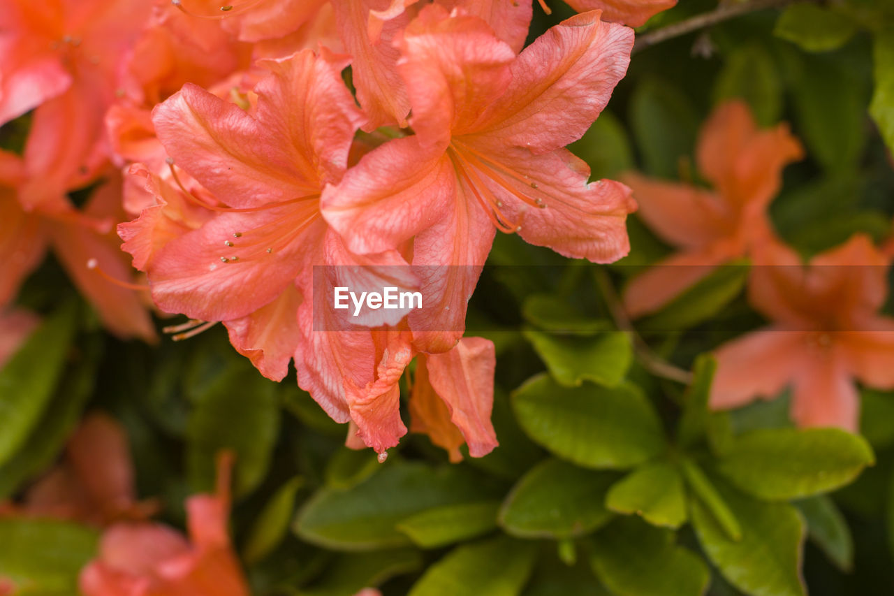 Close-up of hibiscus blooming outdoors