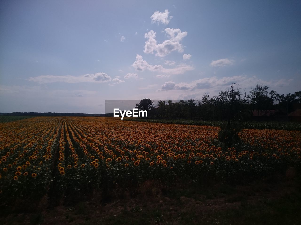 FIELD AGAINST SKY