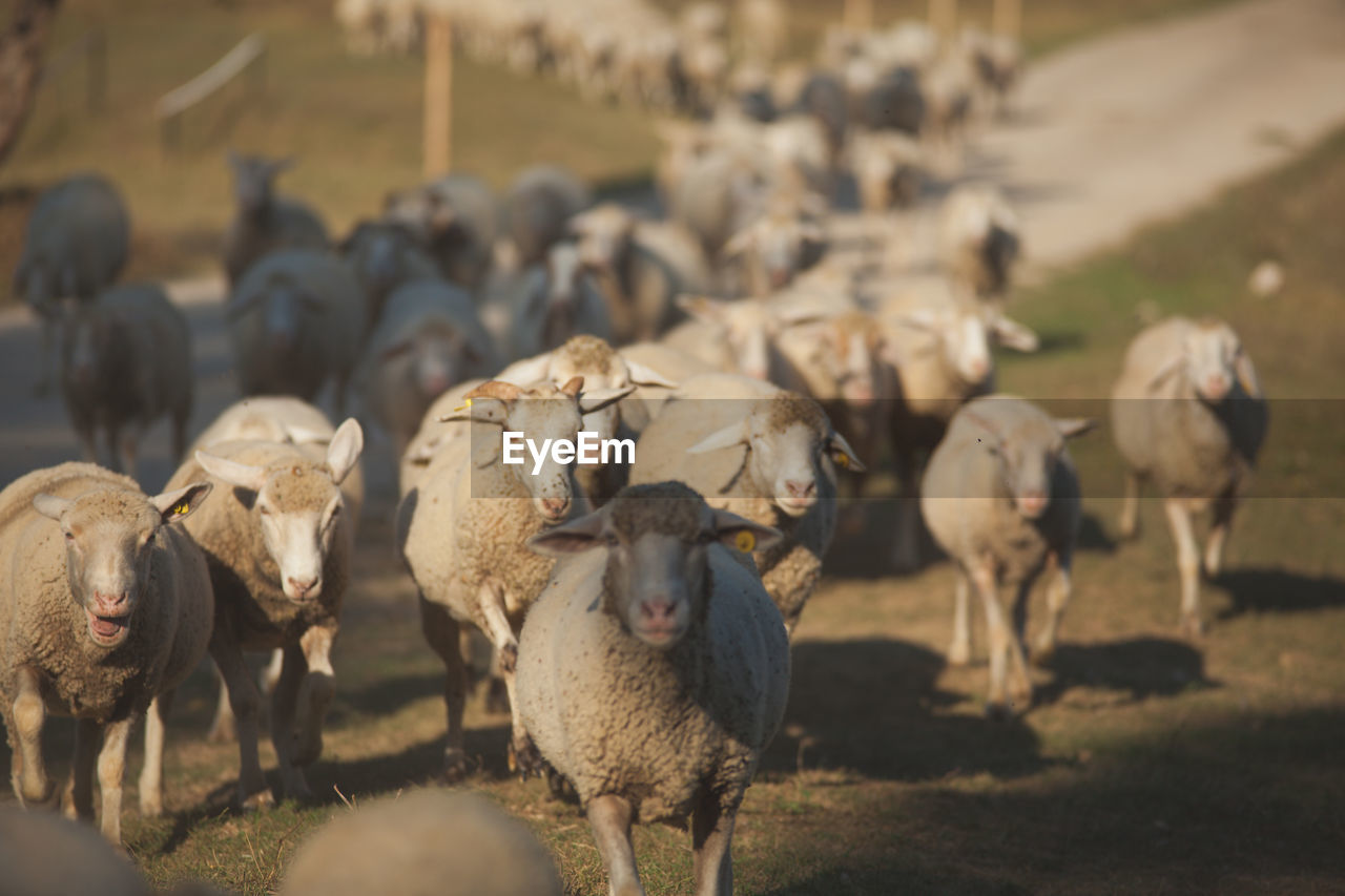 Sheeps walking on landscape