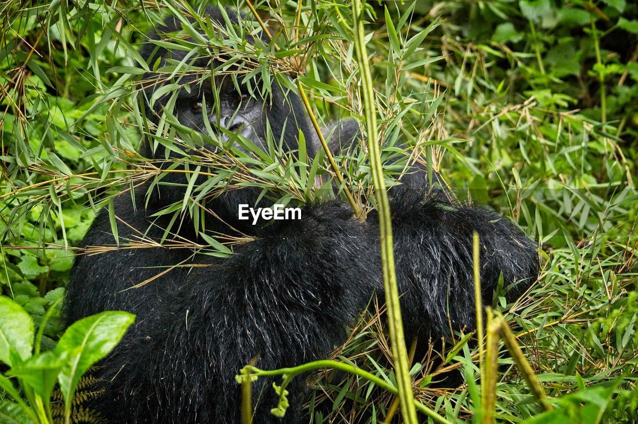 VIEW OF BLACK CAT ON GRASS