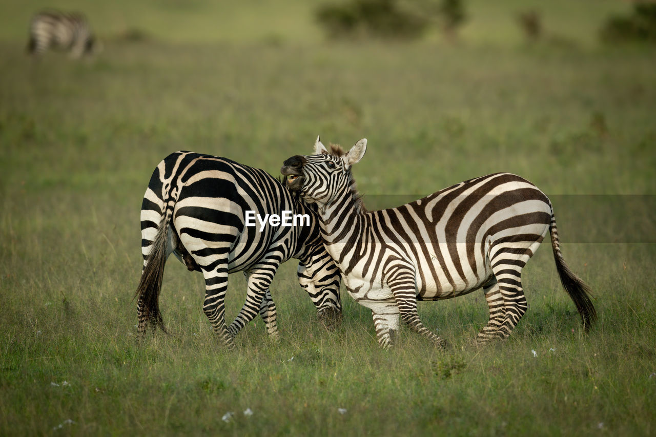 Two plains zebra play fighting near another