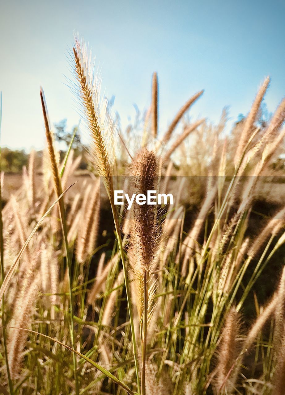 Close-up of stalks in field