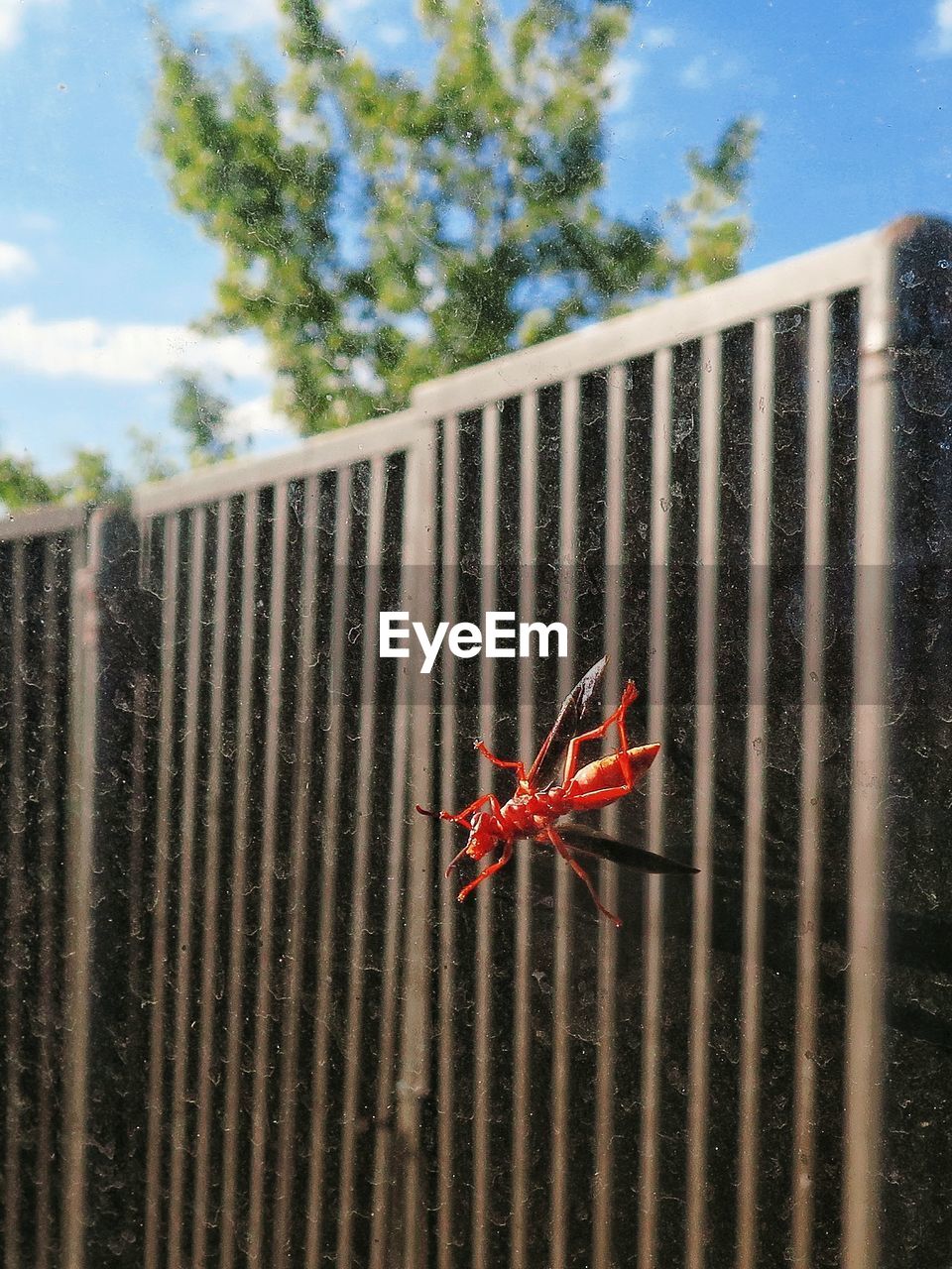 CLOSE-UP OF RED GRASSHOPPER ON TREE AGAINST SKY