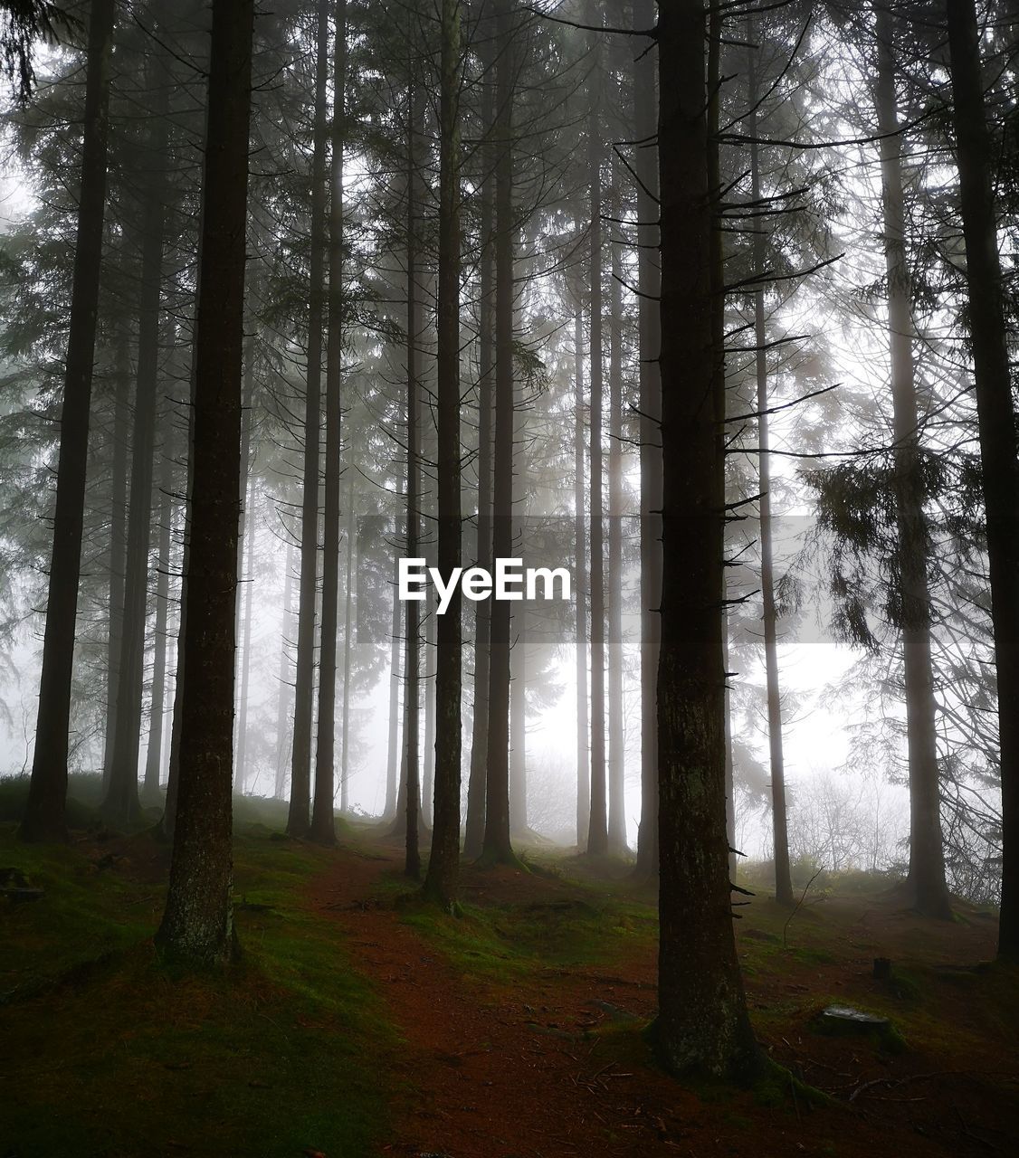 TREES IN FOREST DURING FOGGY WEATHER