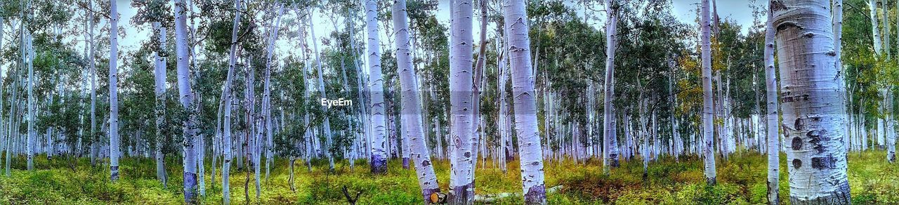 PANORAMIC SHOT OF BAMBOO TREES IN FOREST