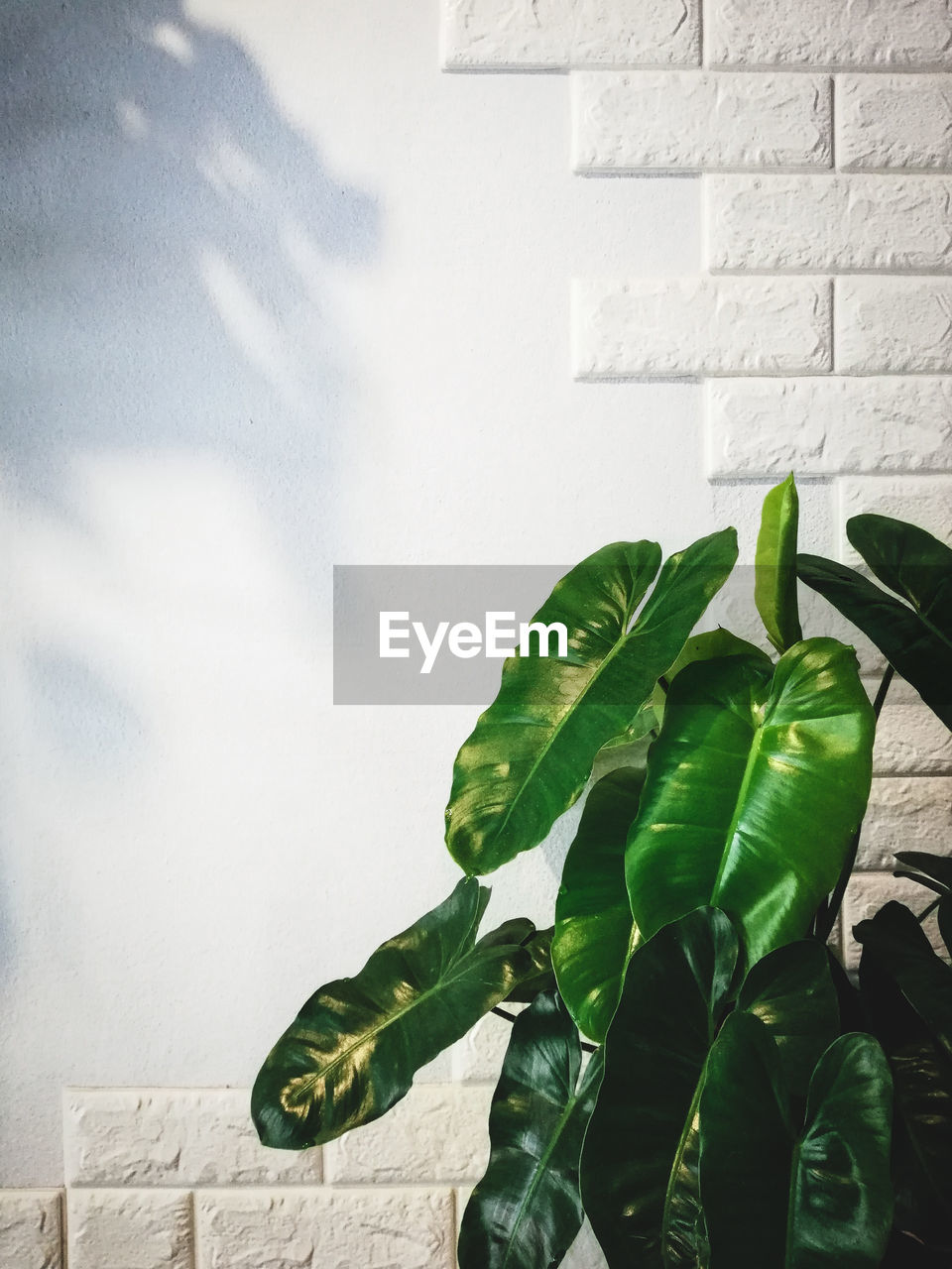 Close-up of potted plant against wall