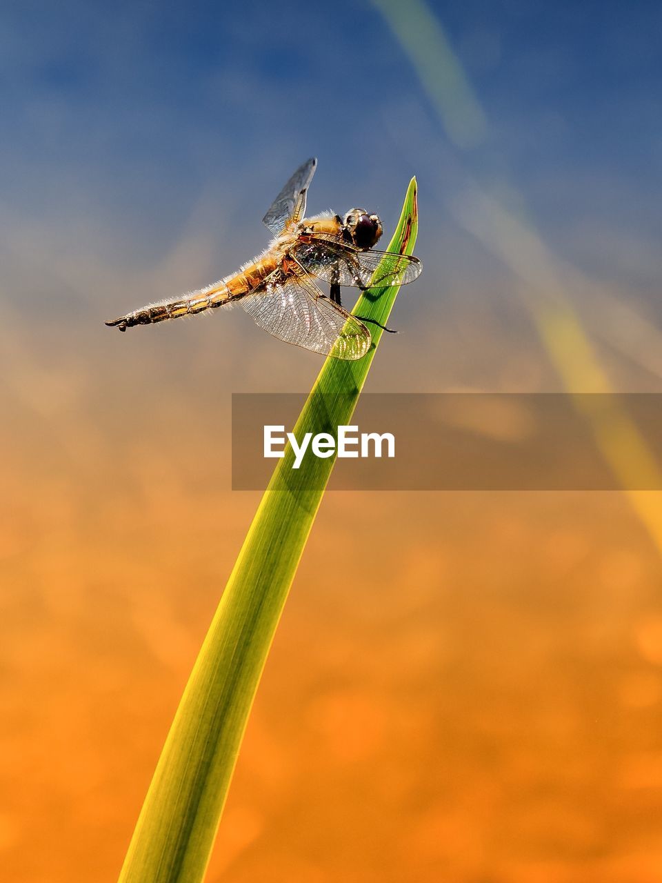 Close-up of dragonfly on grass blade