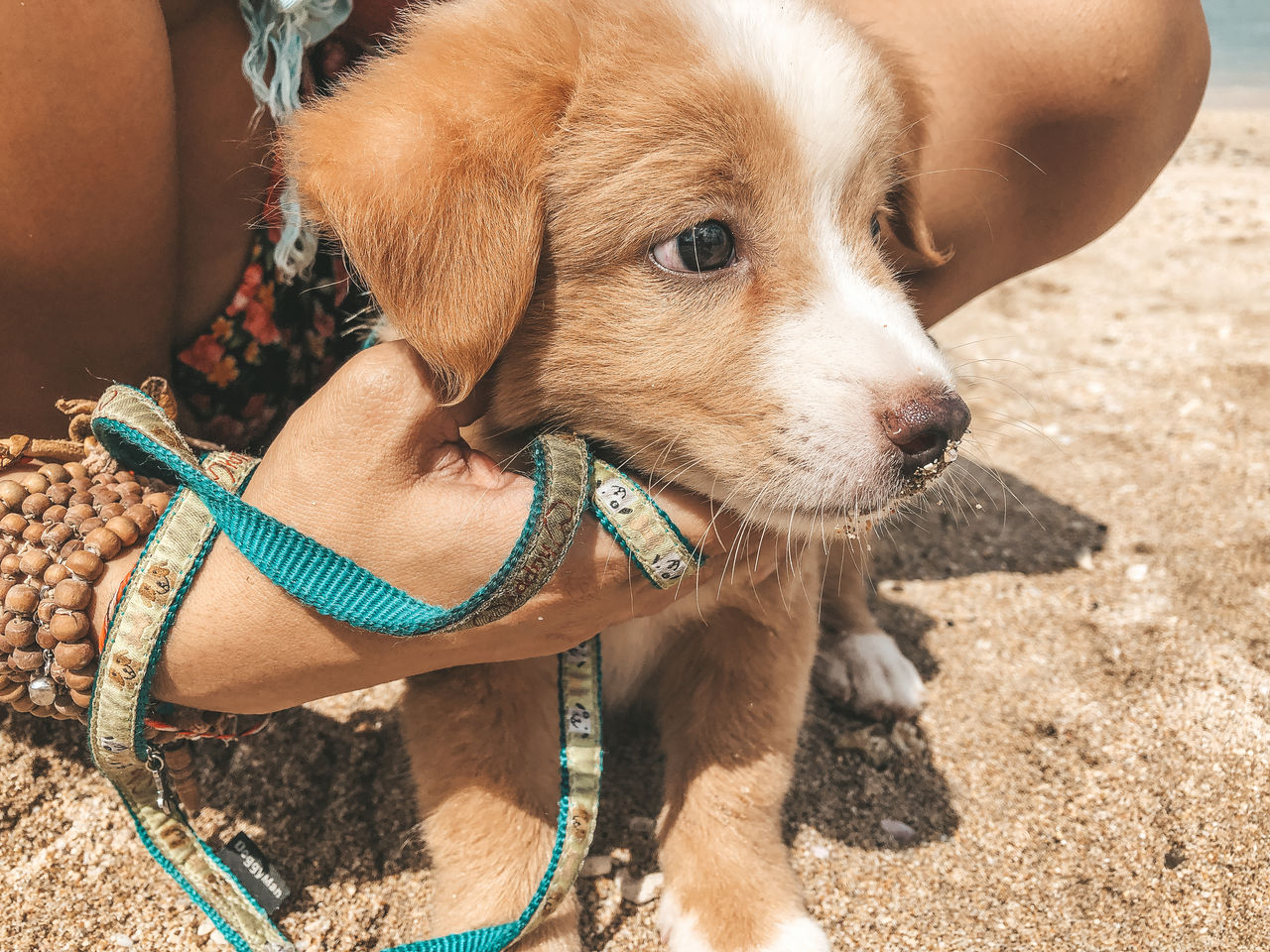 Close-up of a puppy  looking away