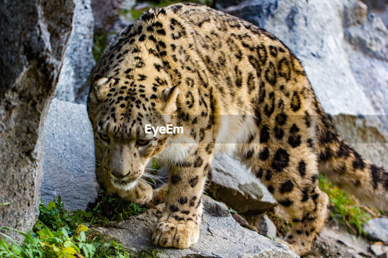 VIEW OF TIGER ON ROCK