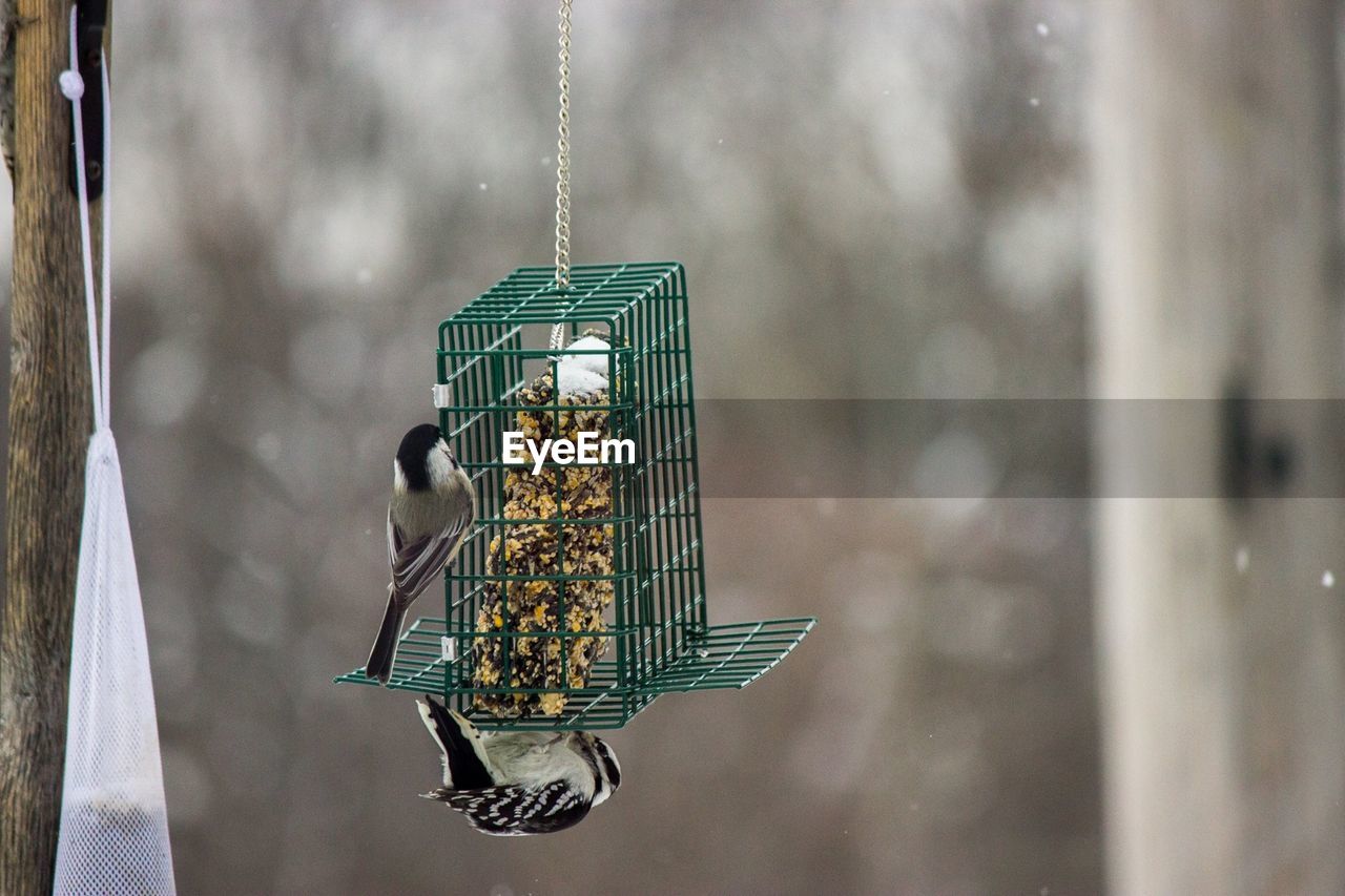 Birds perching on bird feeder hanging outdoors