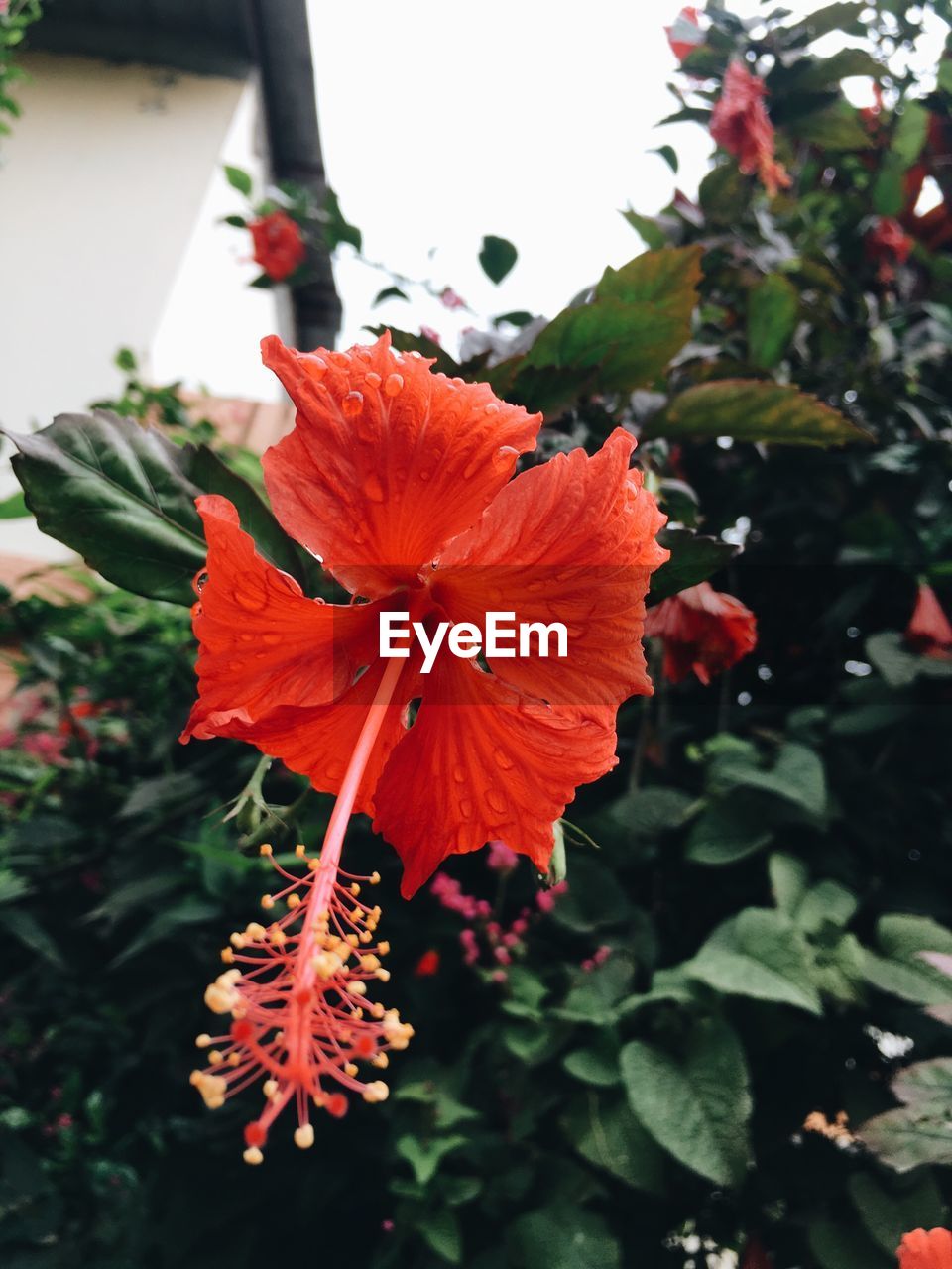 CLOSE-UP OF RED HIBISCUS BLOOMING IN PLANT