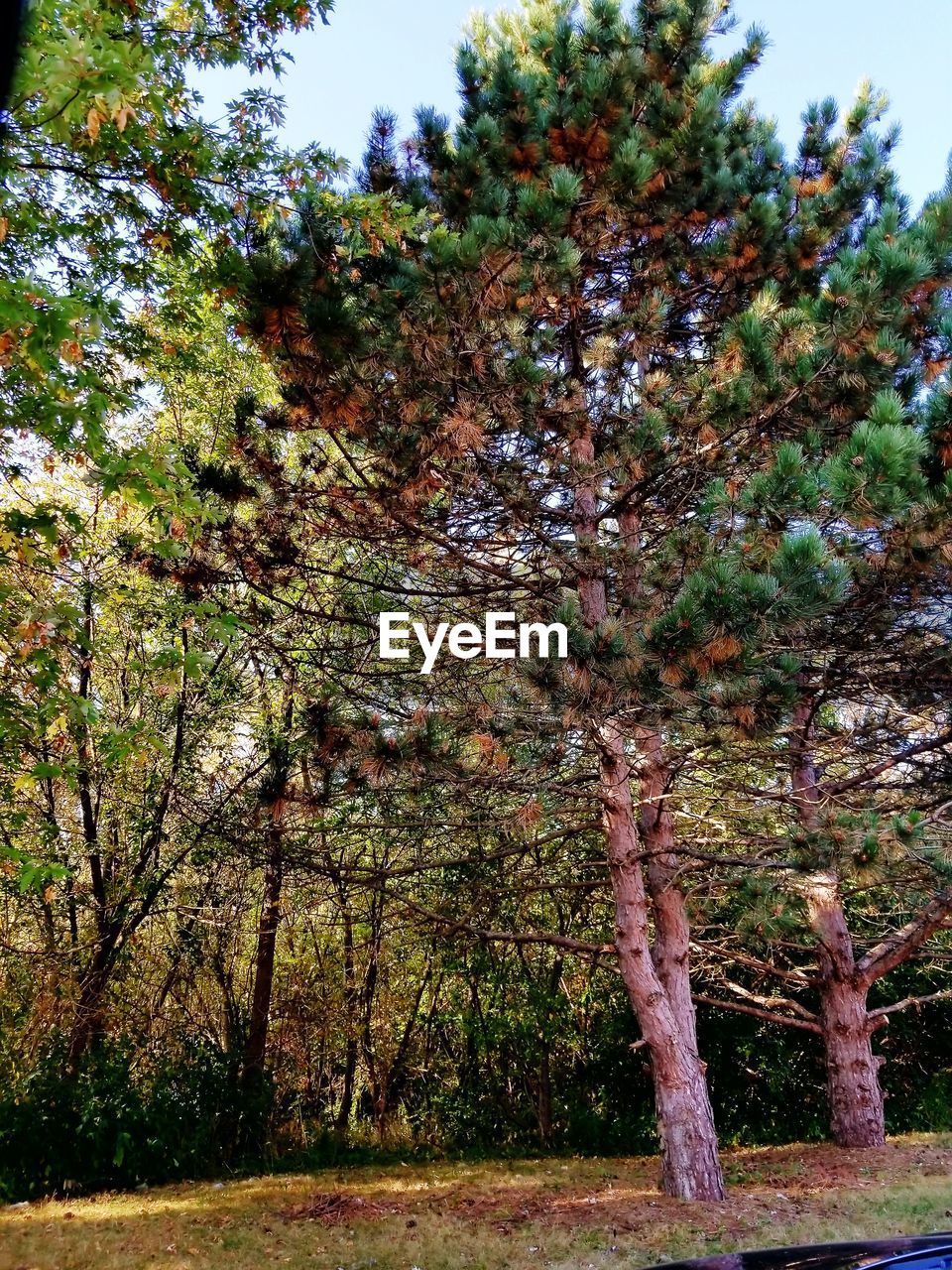 LOW ANGLE VIEW OF TREE AGAINST SKY