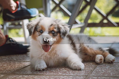 Smiling australian shepherd discount