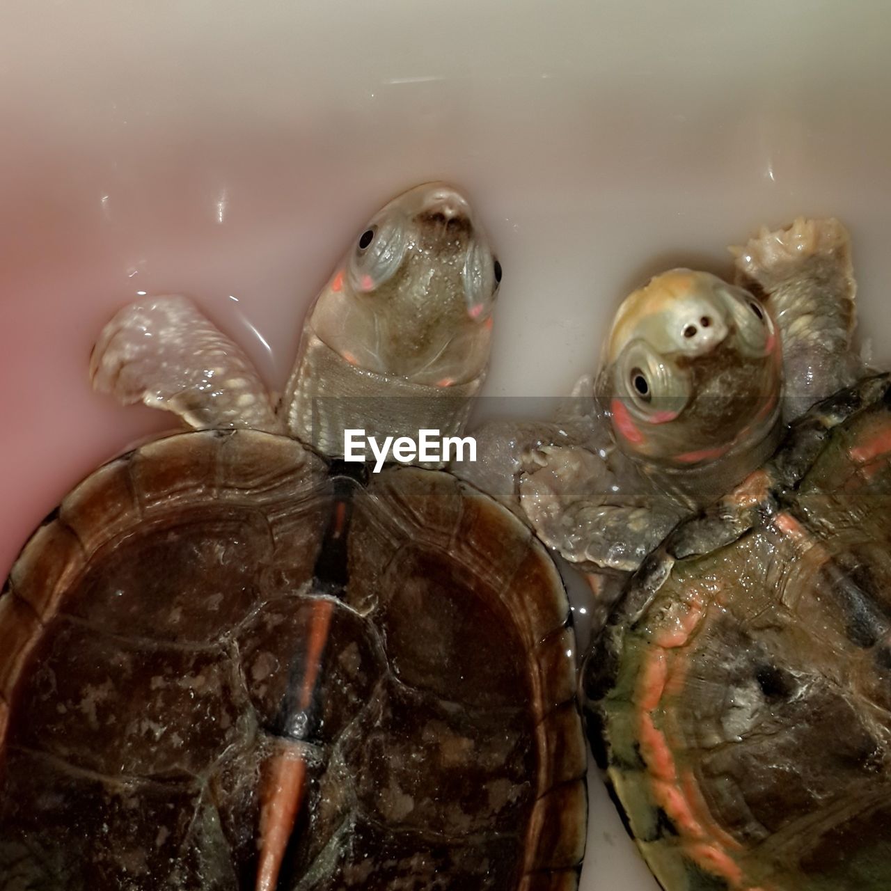 Close-up of tiny turtles 
