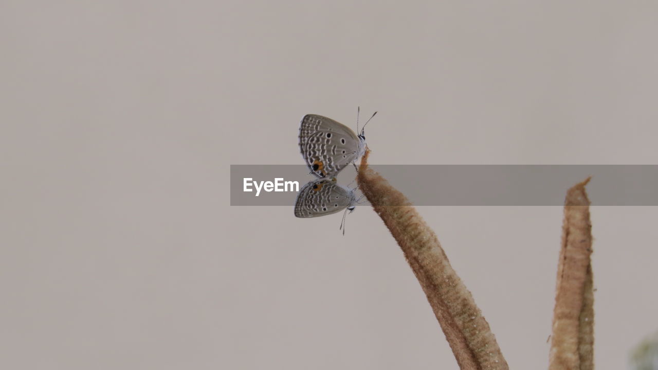 Low angle view of moth perching on pole against clear sky