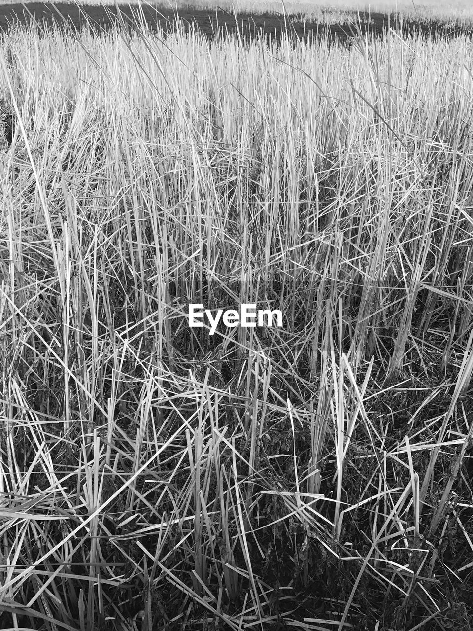 FULL FRAME SHOT OF RICE FIELD