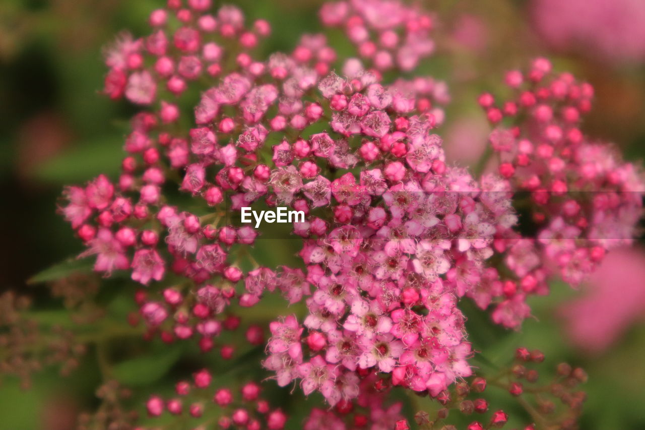 CLOSE-UP OF PINK ROSE FLOWERS