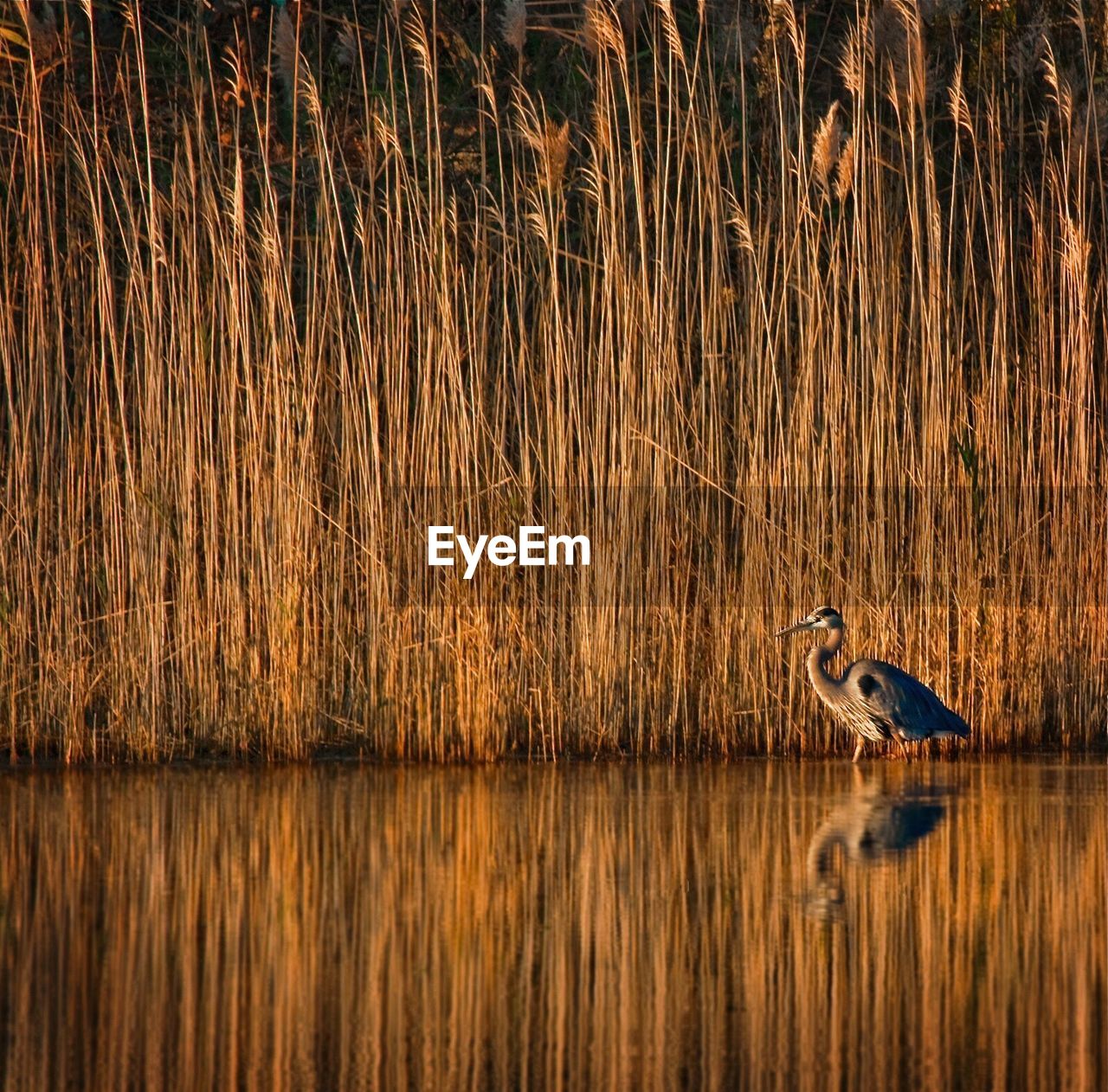 Duck swimming in lake