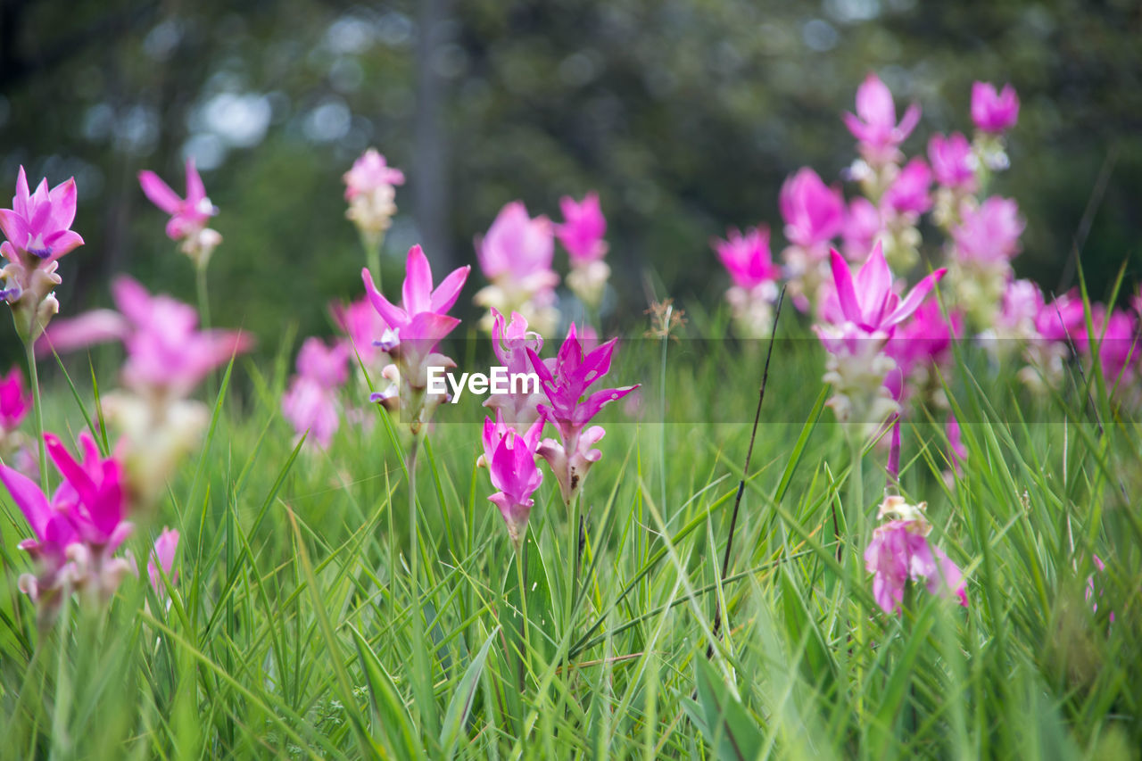 CLOSE-UP OF PINK FLOWER BLOOMING ON FIELD