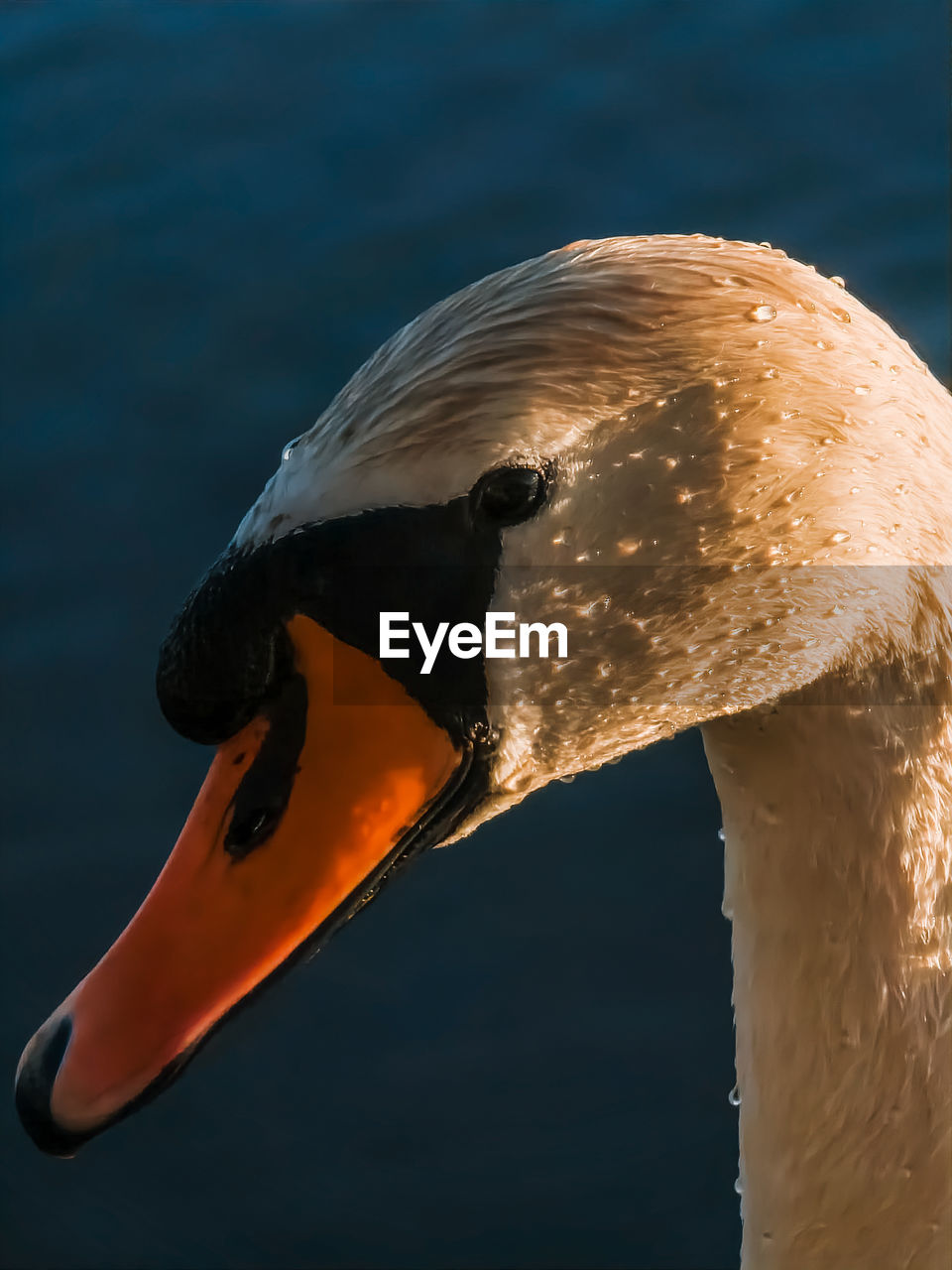 animal themes, animal, animal wildlife, one animal, wildlife, bird, beak, water, water bird, close-up, animal body part, swan, no people, nature, swimming, sea, ducks, geese and swans, wing, outdoors, underwater