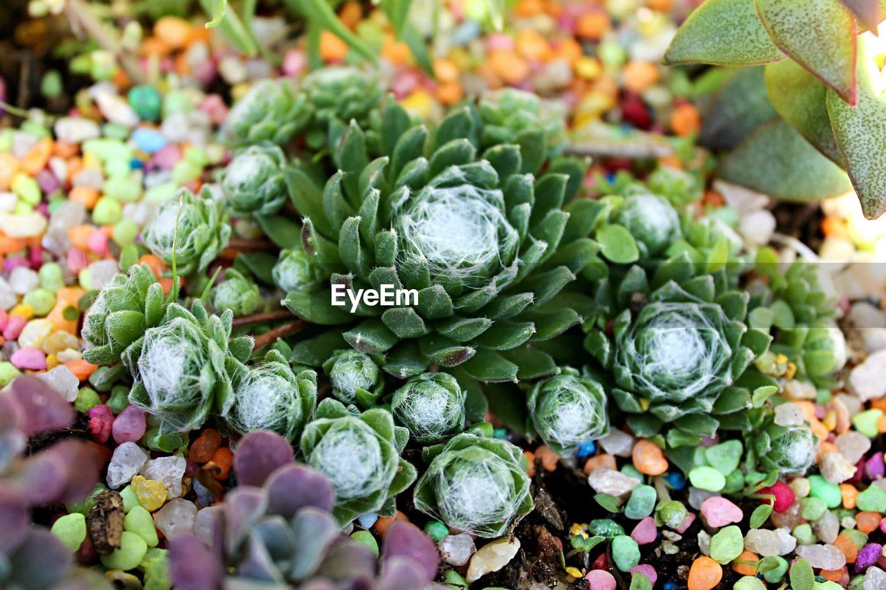 Close-up of succulent plants growing outdoors