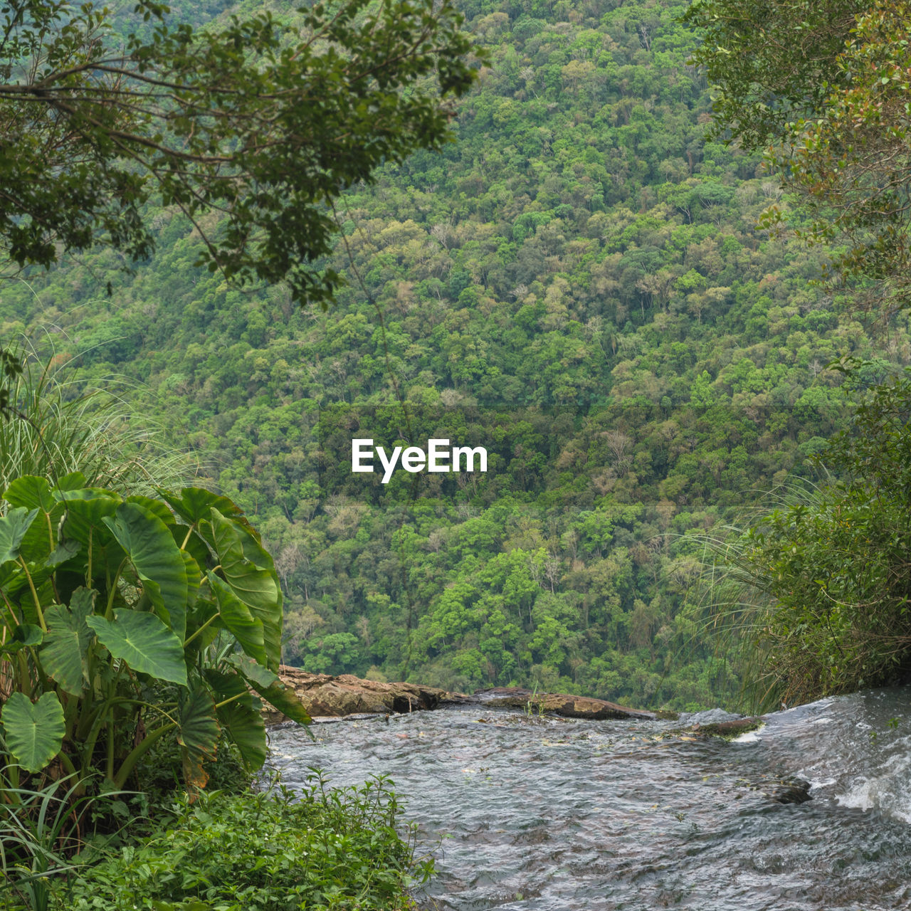 Scenic view of river amidst trees in forest