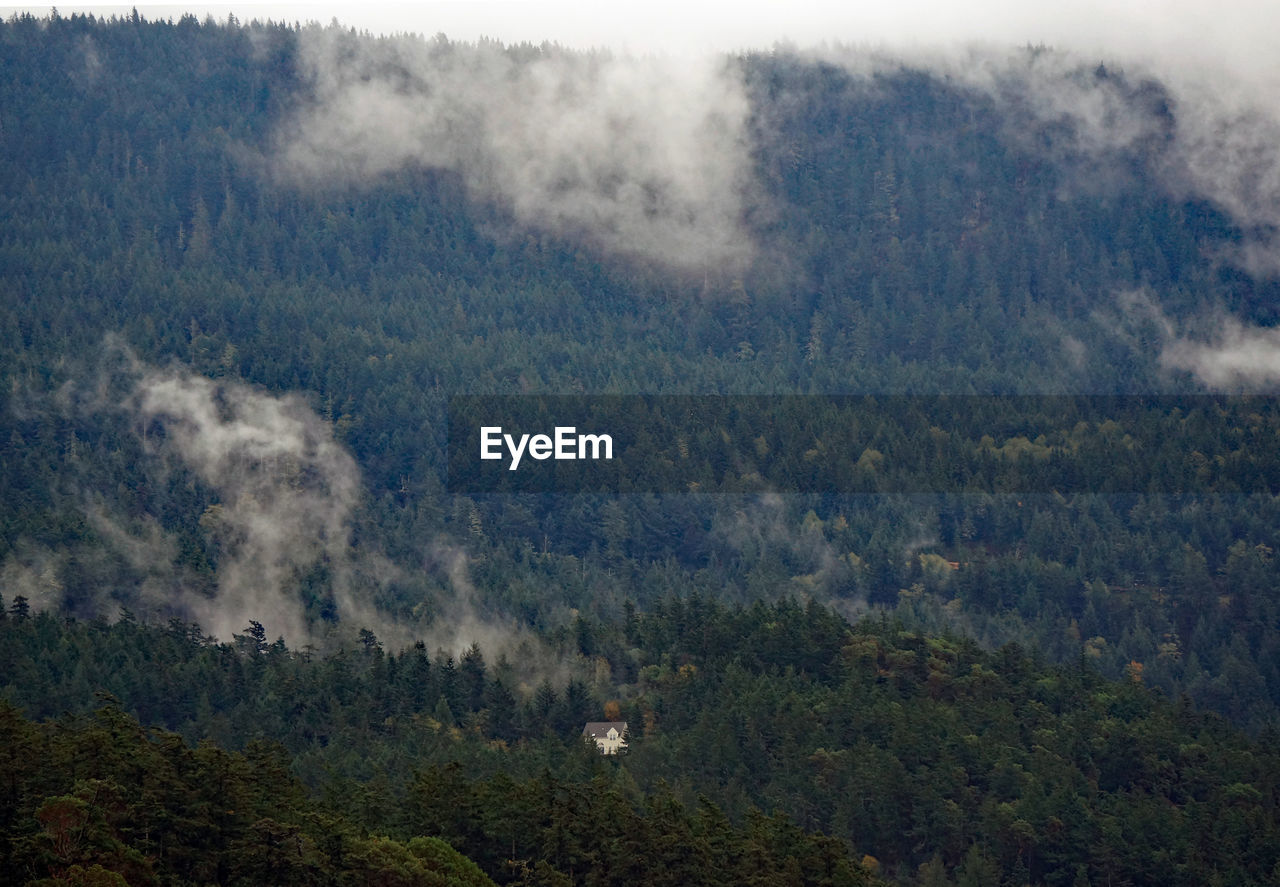 Scenic view of mountain in forest mist