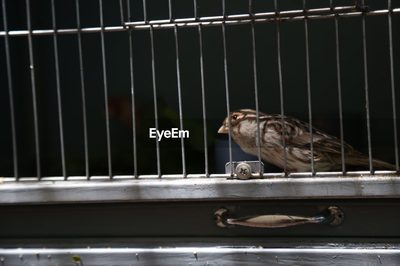 CLOSE-UP OF BIRD PERCHING ON METAL IN CONTAINER