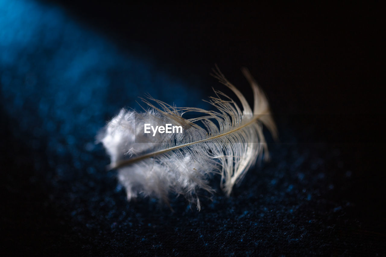 HIGH ANGLE VIEW OF FEATHER