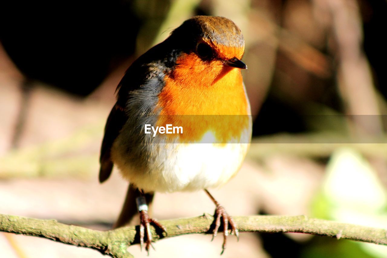 CLOSE-UP OF BIRD PERCHING ON A ORANGE FLOWER