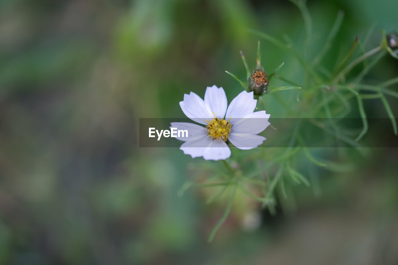 Close-up of cosmos flower