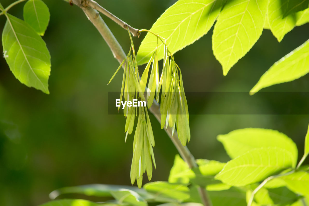 Close-up of fresh green leaves