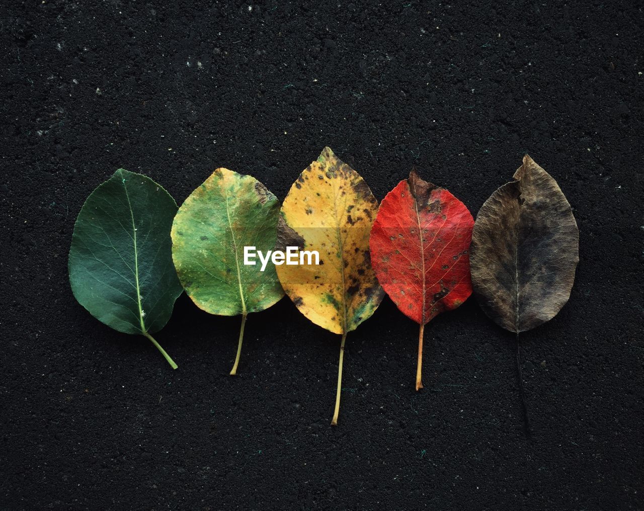 High angle view of maple leaves