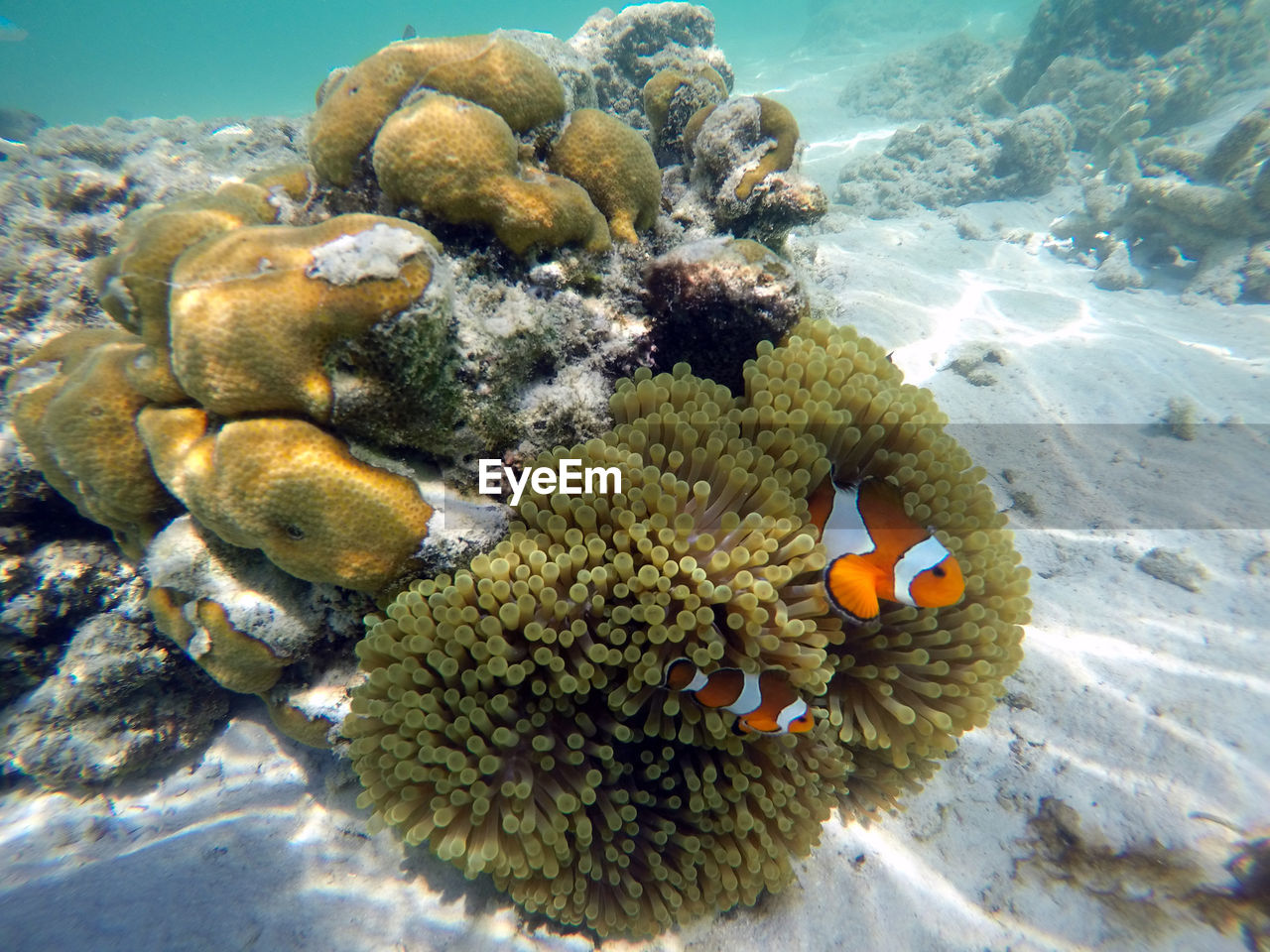 Close-up of coral in sea