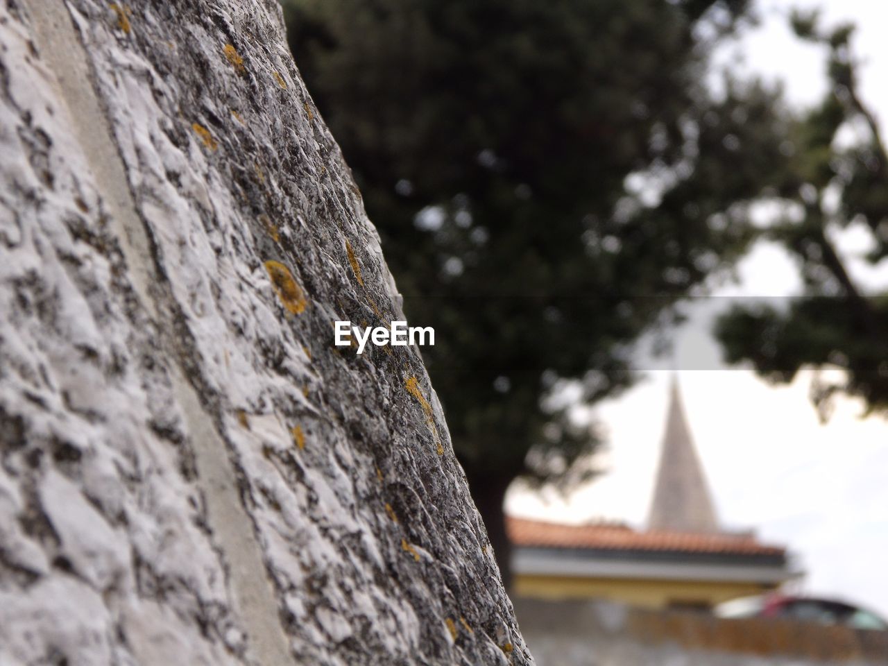 Close-up of rock against tree and temple