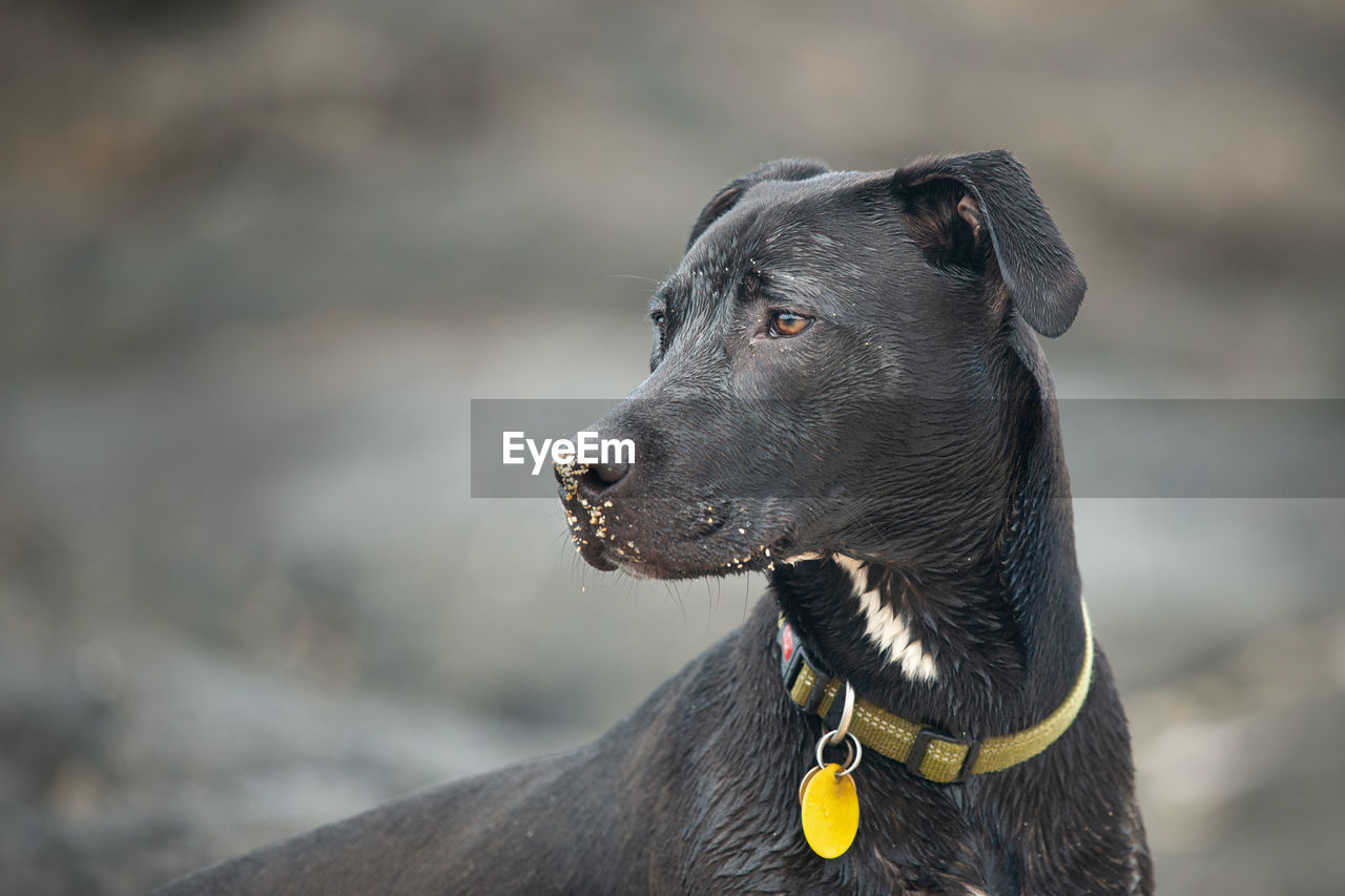 CLOSE-UP OF A DOG LOOKING AWAY OUTDOORS