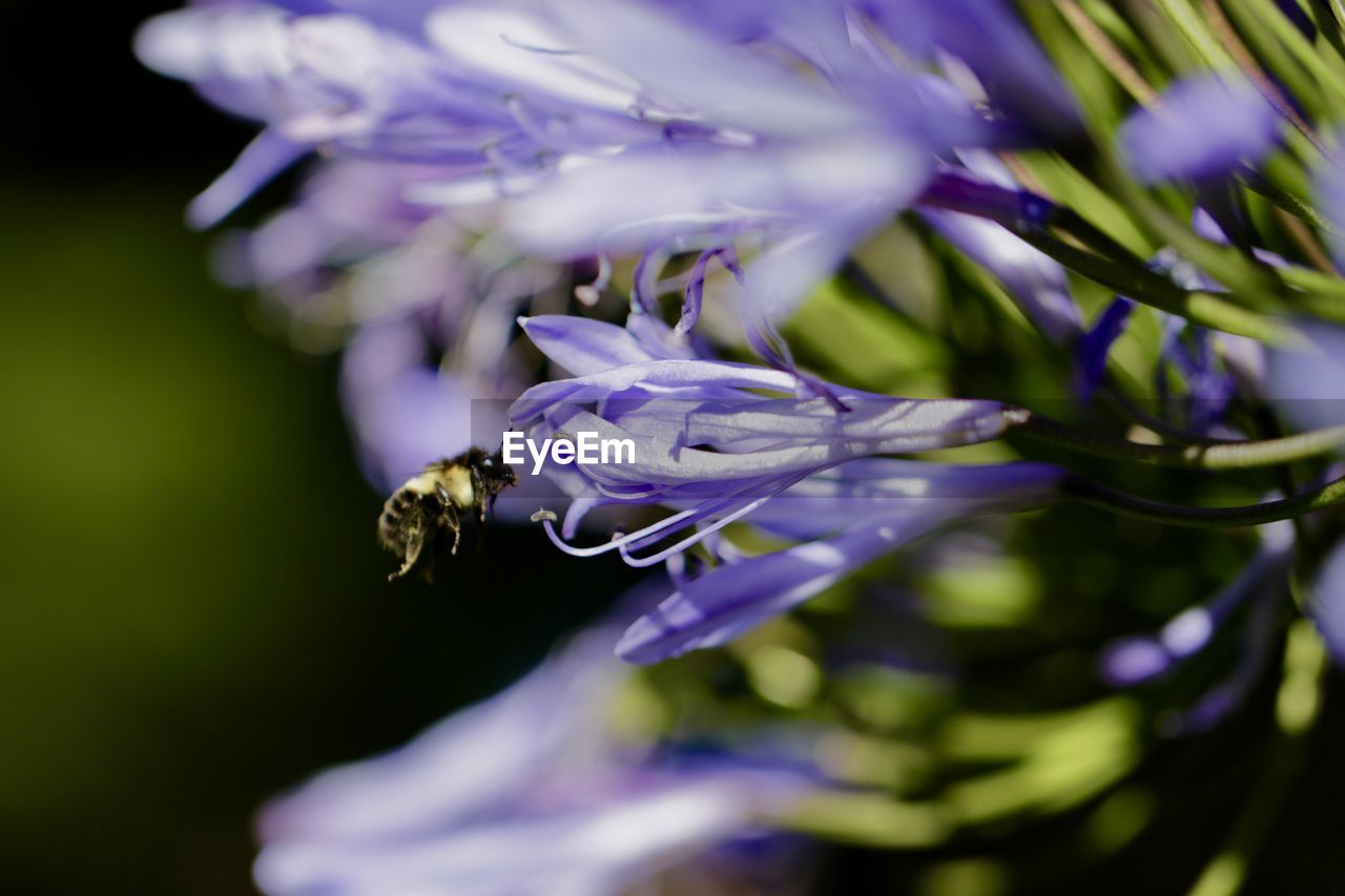 CLOSE-UP OF BEE POLLINATING FLOWER