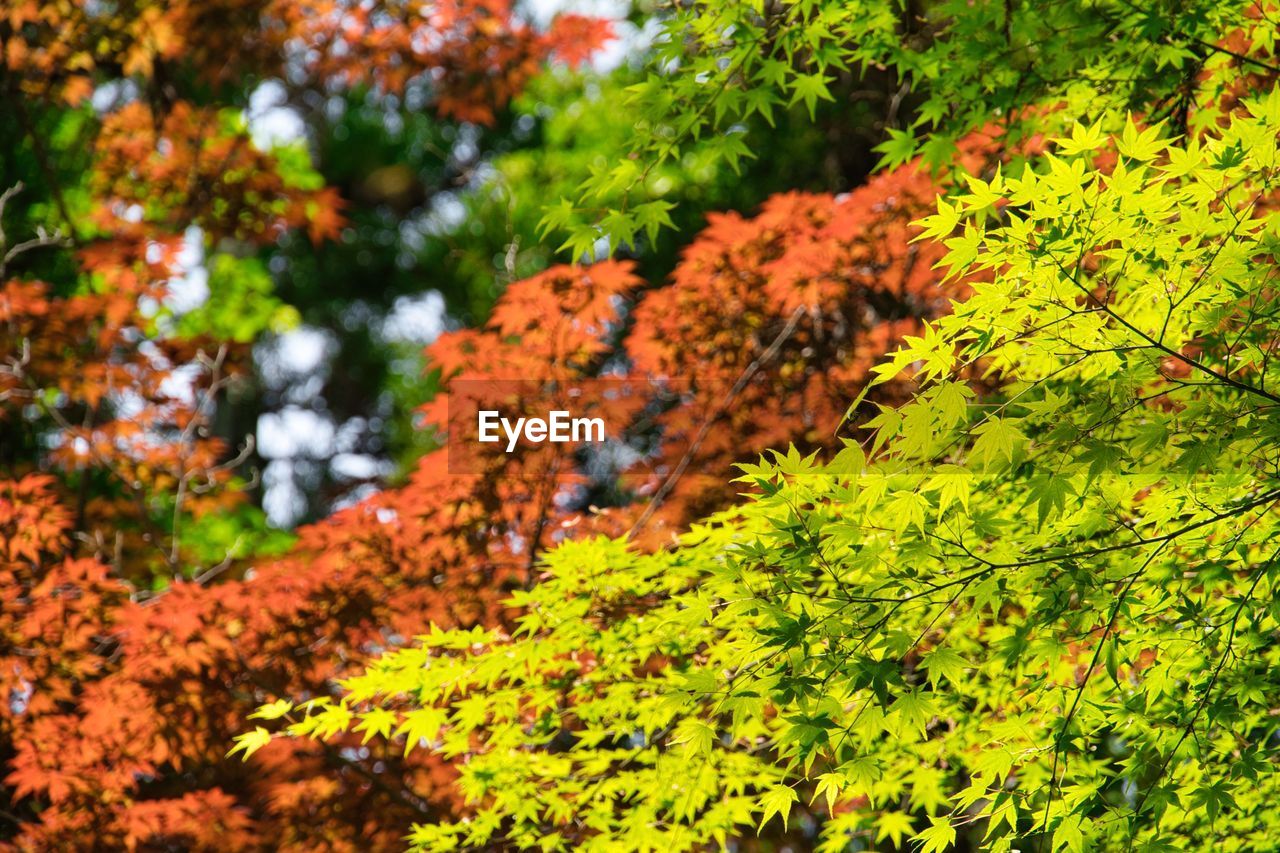 plant, tree, leaf, beauty in nature, nature, growth, autumn, no people, day, plant part, green, tranquility, sunlight, land, outdoors, yellow, branch, maple, flower, scenics - nature, forest, focus on foreground, orange color, shrub, woodland, environment, tranquil scene, vibrant color, freshness, non-urban scene