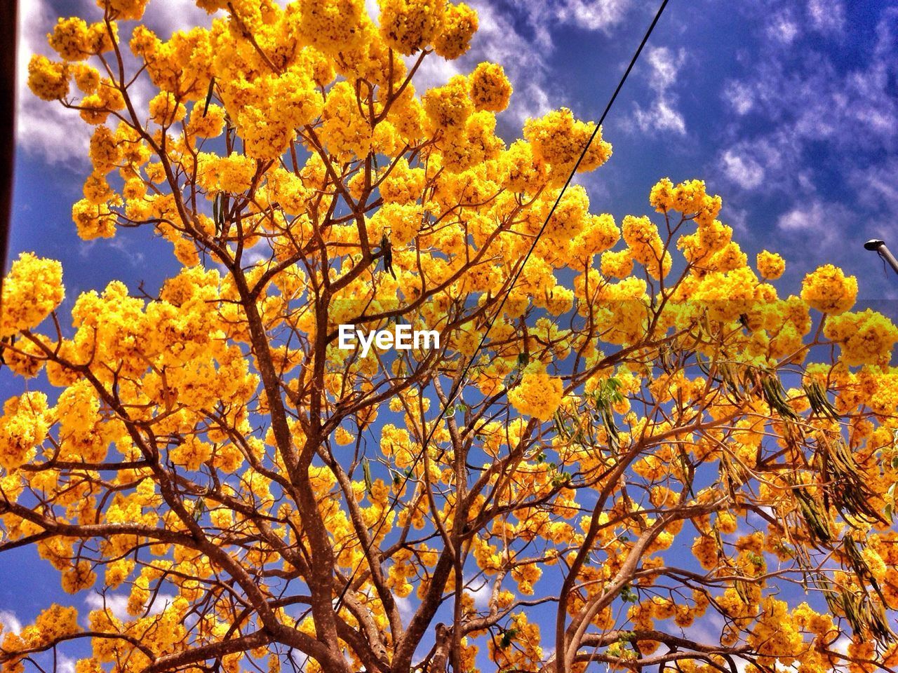 Close-up high section of flower tree against the sky