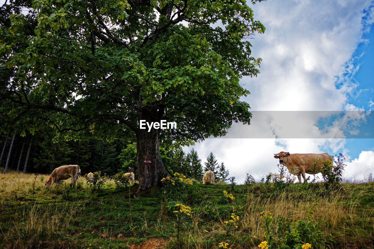 HORSE GRAZING IN FIELD