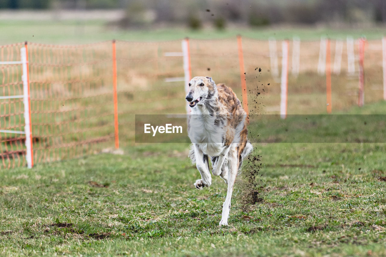 dog running on grassy field