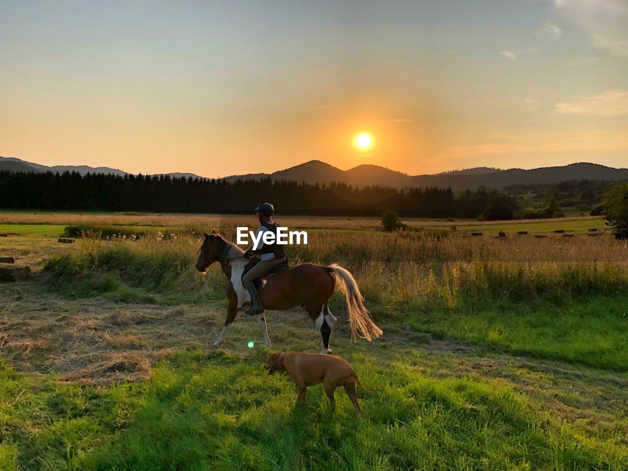 VIEW OF HORSE ON FIELD