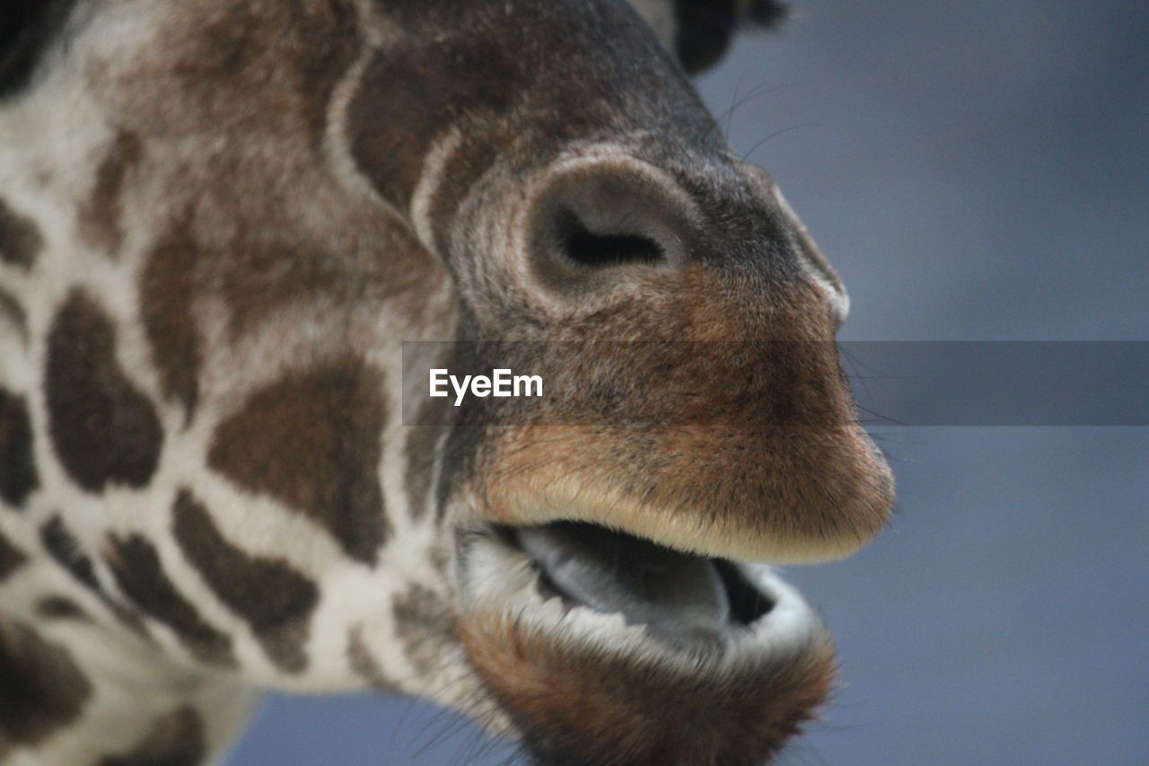 Close-up of giraffe mouth