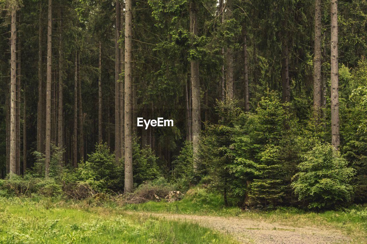 Pine trees in forest