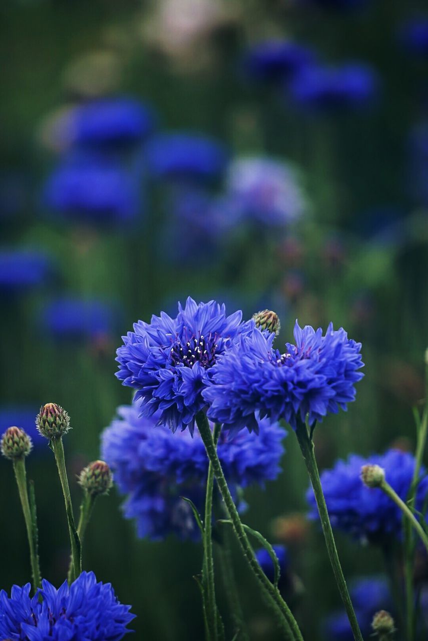 Close-up of purple flowers blooming outdoors