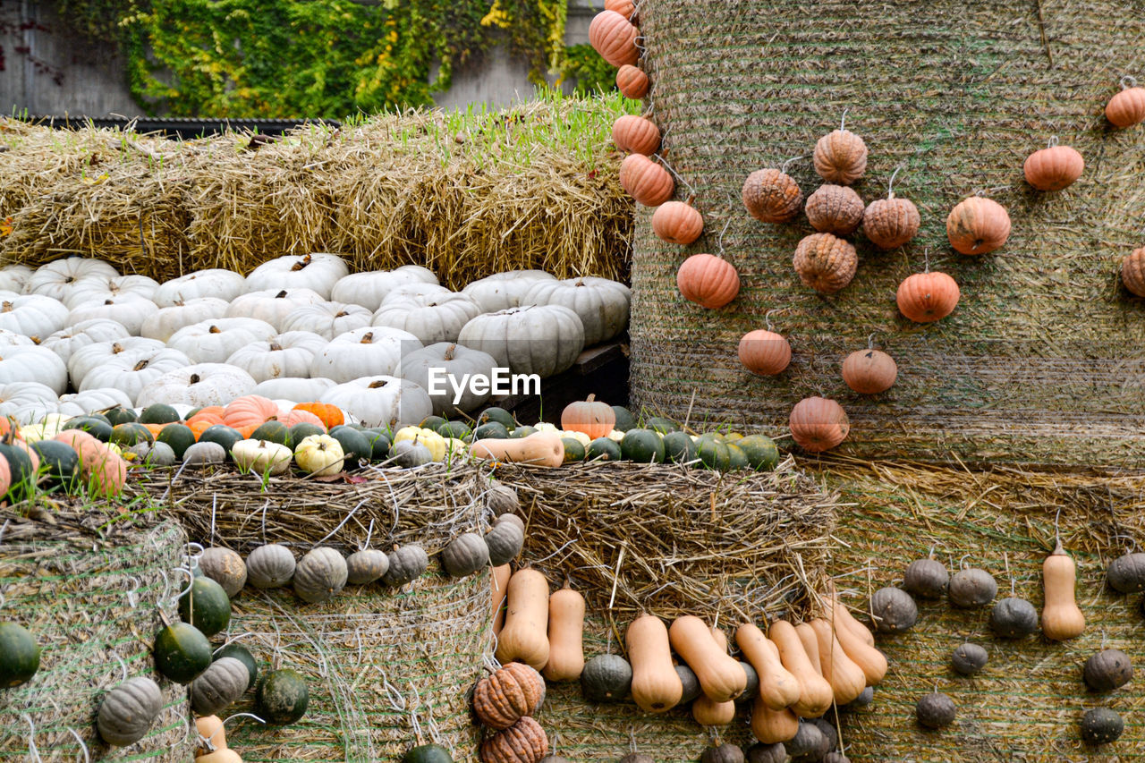 High angle view of pumpkins on land