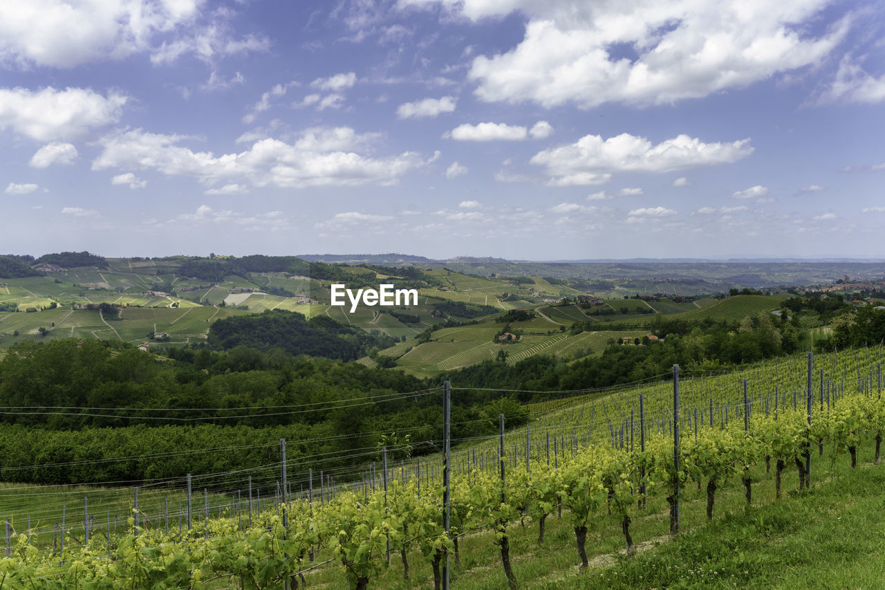 SCENIC VIEW OF VINEYARD