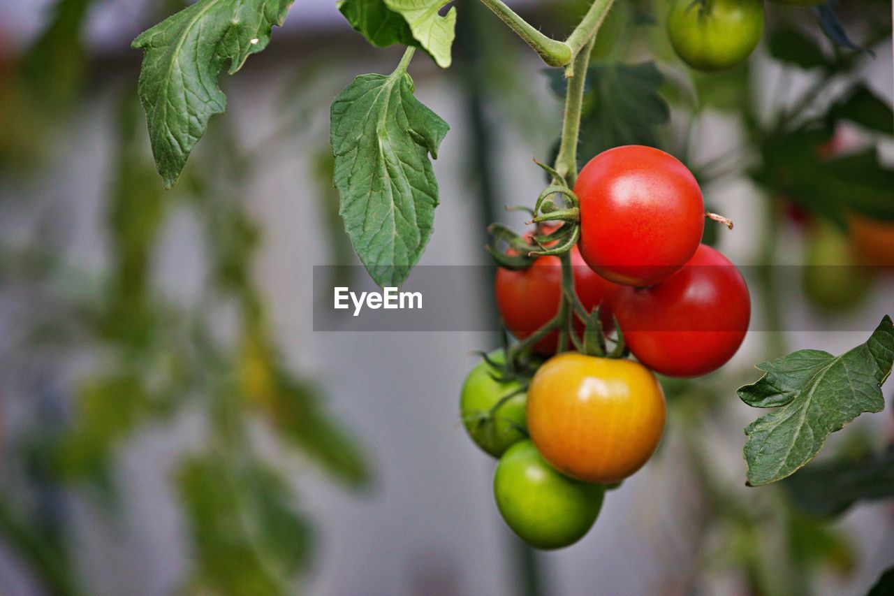 CLOSE-UP OF FRESH TOMATOES ON TREE