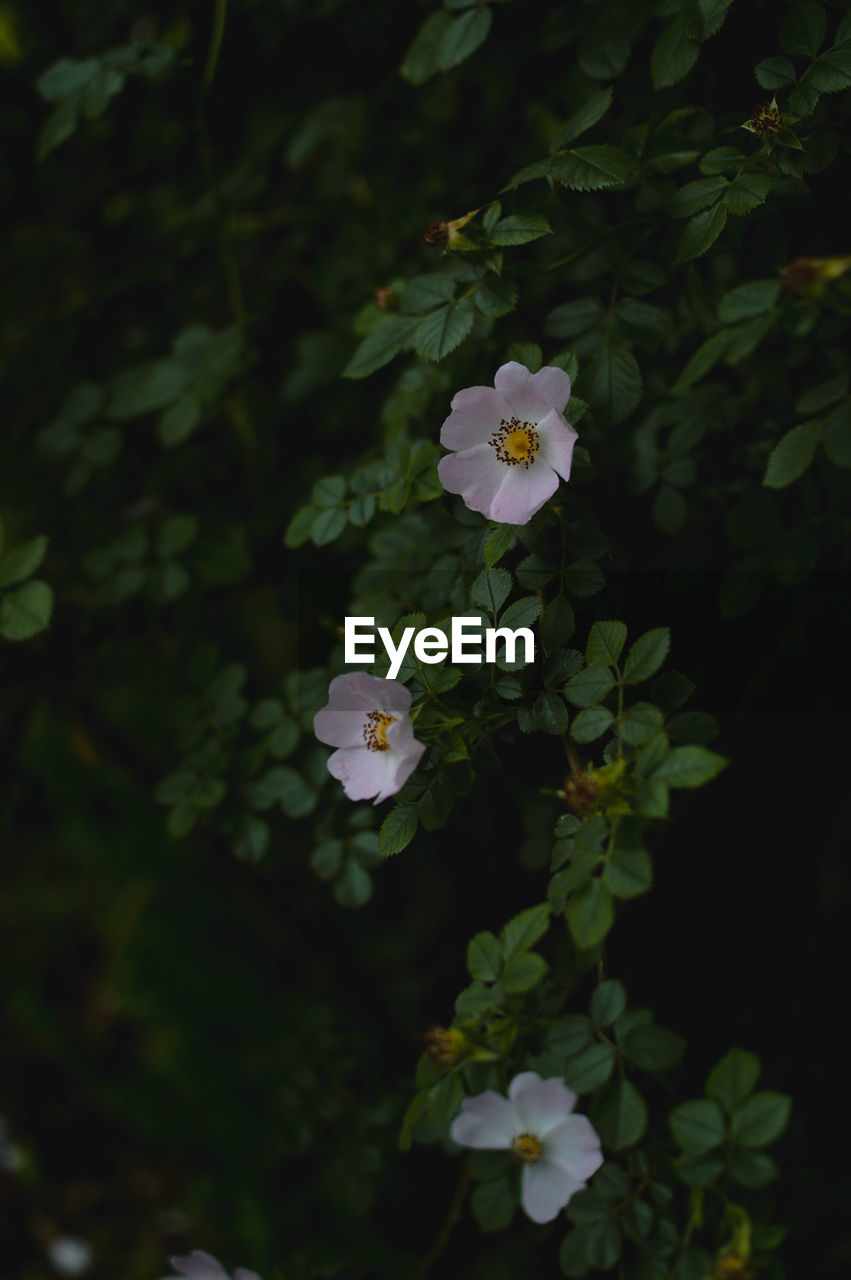 plant, flower, flowering plant, beauty in nature, freshness, green, growth, nature, plant part, leaf, close-up, fragility, no people, day, petal, outdoors, flower head, inflorescence, white, blossom, botany, wildflower, focus on foreground, tree, springtime