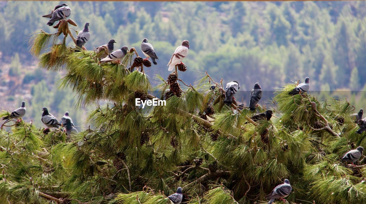 VIEW OF BIRDS IN WATER